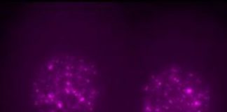 Study: Gene that makes up a fifth of the human genome is not a parasite, but key to the first stages of embryonic development — (Details)