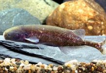 Research: Fish’s use of electricity might shed light on human illnesses —