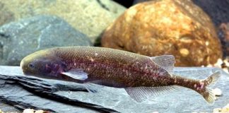 Research: Fish’s use of electricity might shed light on human illnesses —