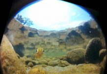 Research: Zebrafish’s near 360 degree UV-vision knocks stripes off Google Street View —