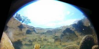 Research: Zebrafish’s near 360 degree UV-vision knocks stripes off Google Street View —