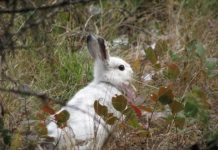 Research: How snowshoe hares evolved to stay seasonally camouflaged —