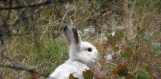 Research: How snowshoe hares evolved to stay seasonally camouflaged —