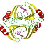 Study: New clues to improving chemotherapies — (Details)