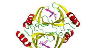 Study: New clues to improving chemotherapies — (Details)