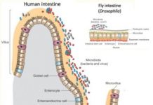 Research: Study teases out how ‘good bacteria’ keep us metabolically fit —