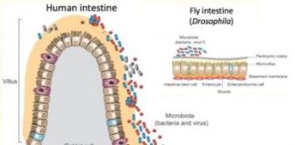 Research: Study teases out how ‘good bacteria’ keep us metabolically fit —