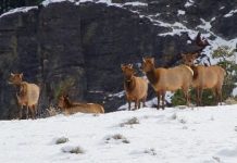 Research: Yellowstone’s ‘landscape of fear’ not so scary after all —