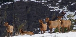 Research: Yellowstone’s ‘landscape of fear’ not so scary after all —