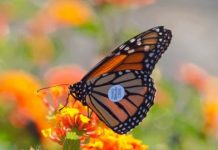 Research: Proof of butterfly migration gathered —