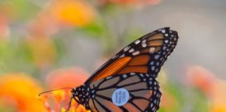 Research: Proof of butterfly migration gathered —