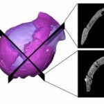 Study: The ‘virtual’ revisiting of a fossil described as ‘the oldest evidence of human evolution in South Africa’ shows surprising results — (Details)