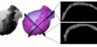 Study: The ‘virtual’ revisiting of a fossil described as ‘the oldest evidence of human evolution in South Africa’ shows surprising results — (Details)