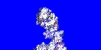 Research reveals atomic structure of tropoelastin, showing what goes wrong in some diseases — (Details)