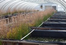 Research: High tech metal particles may inadvertently take a toll on aquatic life —