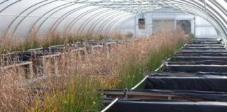 Research: High tech metal particles may inadvertently take a toll on aquatic life —