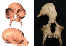 Research: New gibbon genus discovered in ancient Chinese tomb —