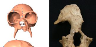 Research: New gibbon genus discovered in ancient Chinese tomb —