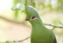 Research: Unique fossil suggests these birds once lived outside the tropics —