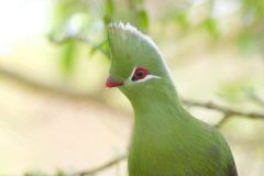 Research: Unique fossil suggests these birds once lived outside the tropics —