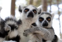 Research: Injury alters their aroma —