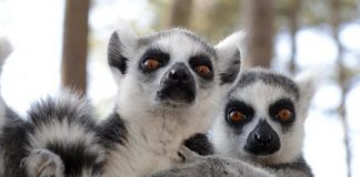 Research: Injury alters their aroma —