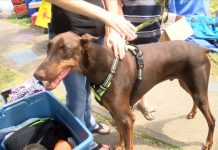 Boy Sells Toys For Service Dog, Report Boy Sells Toys For Service Dog, Report