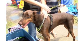 Boy Sells Toys For Service Dog, Report Boy Sells Toys For Service Dog, Report