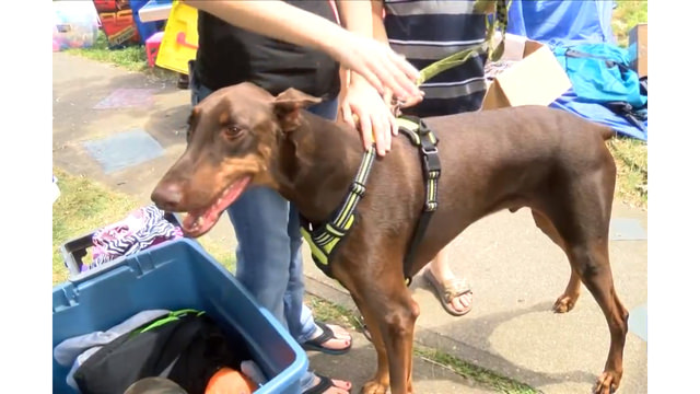 Boy Sells Toys For Service Dog, Report