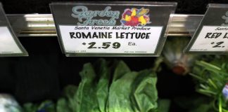 Contaminated lettuce kills five, downs 200 in US Contaminated lettuce kills five, downs 200 in US