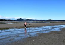Report: Lowest tides in years expose Island seashore Report: Lowest tides in years expose Island seashore