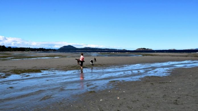 Report: Lowest tides in years expose Island seashore