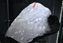 Researcher unveils ground-breaking fossil discovery Researcher unveils ground-breaking fossil discovery