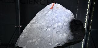 Researcher unveils ground-breaking fossil discovery Researcher unveils ground-breaking fossil discovery