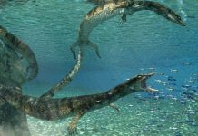 Researchers discover new species of ancient marine lizard Researchers discover new species of ancient marine lizard