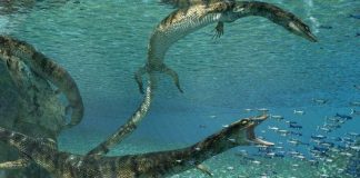 Researchers discover new species of ancient marine lizard Researchers discover new species of ancient marine lizard