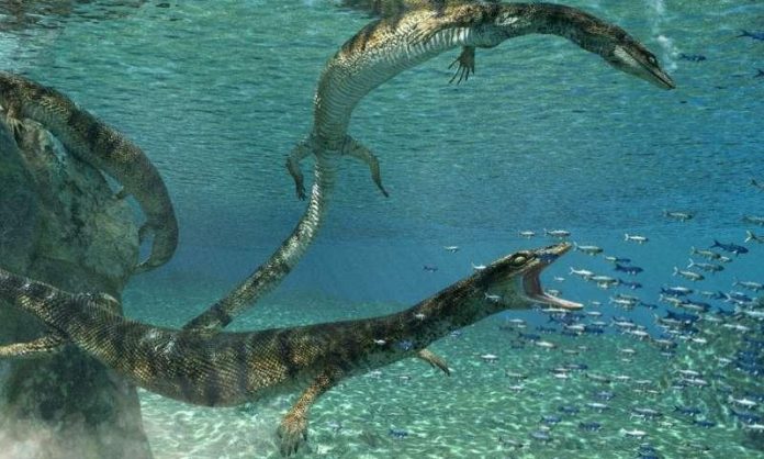 Researchers discover new species of ancient marine lizard