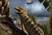 Researchers discover the world’s oldest lizard fossil Study: 240 million-year-old 'mother of all lizards' found