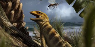 Researchers discover the world’s oldest lizard fossil Study: 240 million-year-old 'mother of all lizards' found