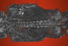 Study: Ancient Egyptian bird mummy turns out to be human Study: Ancient Egyptian bird mummy turns out to be human