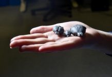 Scientists find the mountain beaver’s ancestor had a larger relative brain size