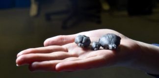 Scientists find the mountain beaver’s ancestor had a larger relative brain size