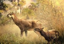 Research: Extinct hoofed mammals similar to small moose —