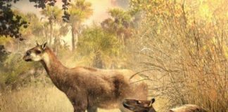 Research: Extinct hoofed mammals similar to small moose —