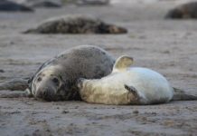 Research: Whether bold or shy, seal personalities are steady over time, study says —