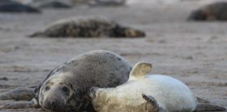 Research: Whether bold or shy, seal personalities are steady over time, study says —