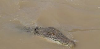 Research: Dangerous protected reptiles —