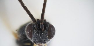 Research: Newly discovered Xenomorph wasp has Alien-like lifecycle —