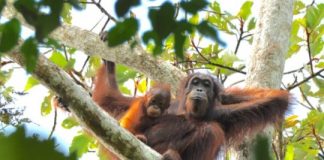 Research: How 70,000 years of human interaction have shaped an icon of wild nature —