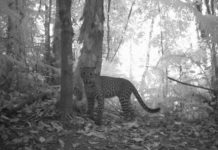 Research: Map of Javan leopard distribution provides guidance for conservation efforts —